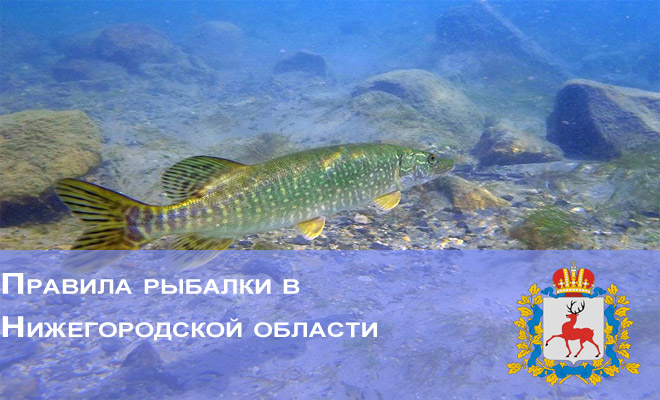 Правила рыбалки в Нижегородской области