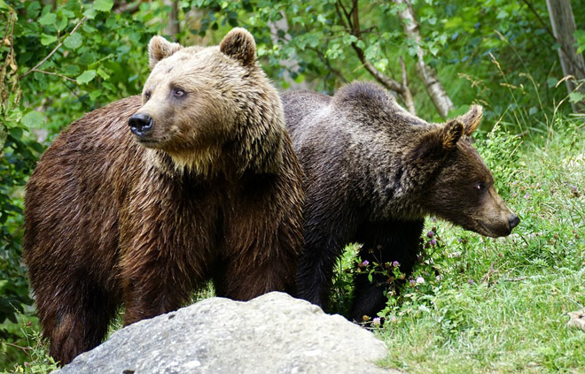 Бурые медведи в лесу