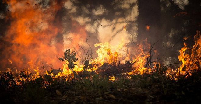 Лесной пожар, лес горит Россия
