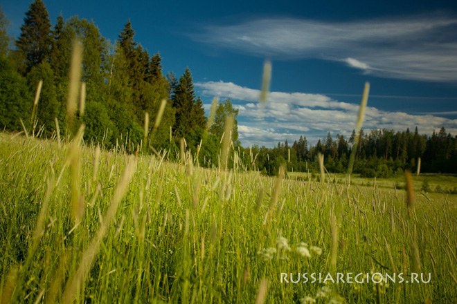 Луг, трава, небо и облака. Пейзаж Карелии